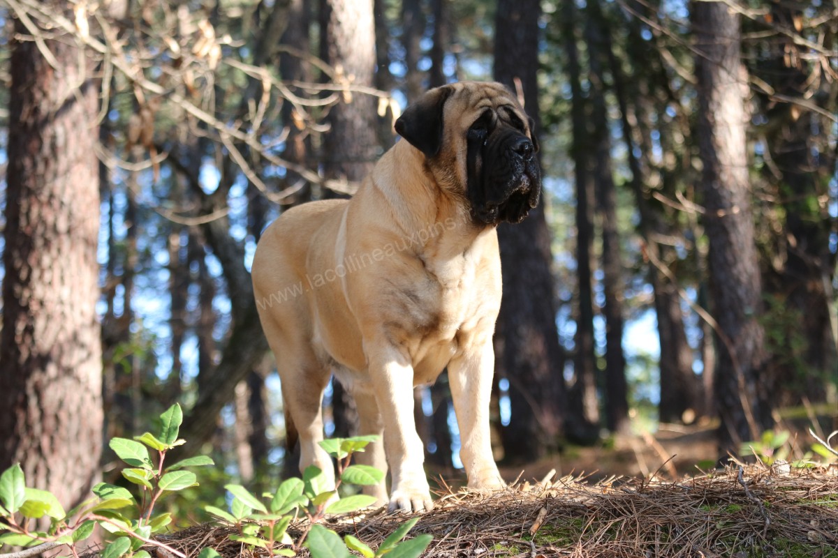 Elevage Canin Les Marguerites De La Colline